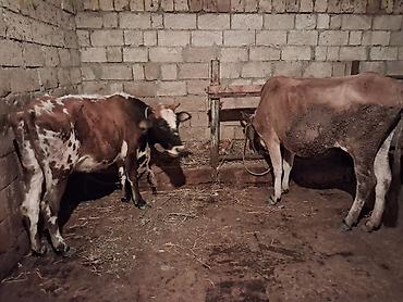 simental inekler satilir: 2 dene Heyvandi qirmizi ala Bogazdi 3 cu qarin 2 aylig Sari inekde — 6