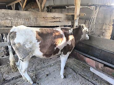 Коровы, быки: Продаю | Тёлка | Алатауская | Для разведения | Не стельные — 9