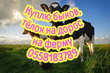 продам бу оборудование для птицефабрики: Куплю | Коровы, быки, Лошади, кони | На откорм, Круглосуточно, Самовывоз