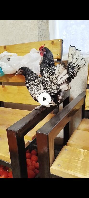 сколько стоит 1 кг домашних пельменей: Сибрайт декоративные куры 1+1 цена за пару 3500 сом