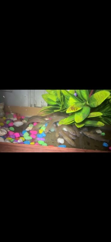 Akvarium aksessuar və ləvazimatları: Kütüm balıqlar yerim valaca oldugu üçün satoram 18-17 edəddir təcili — 6