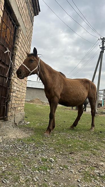 Лошади, кони: Продаю | Кобыла (самка) | Рабочий — 2