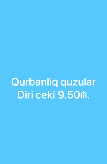 quzu qoyun: Kesilmemiş diri çeki 9.50