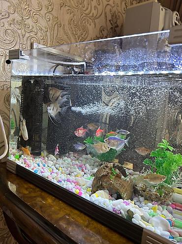 akvarium qızdırıcı: Dördbucaq akvarium, Balıqlarla birlikdə, 40 l, Ödənişli çatdırılma — 1