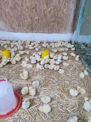 Куры, петухи: Продаю | Цыплята | Кучинская | Для разведения — 3