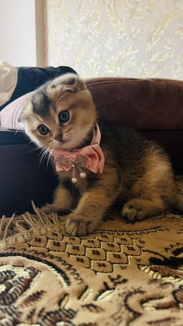 Pişiklər: Dişi — 2