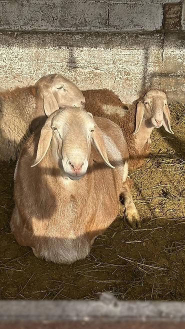 Баран, овца: Продаю | Баран (самец) | Арашан | Для разведения | Осеменитель — 8