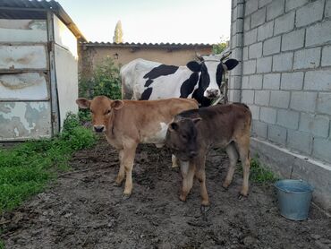 Коровы, быки: Продаю | Корова (самка), Музоо, торпок | Голштин | Для молока | После отела, Искусственник