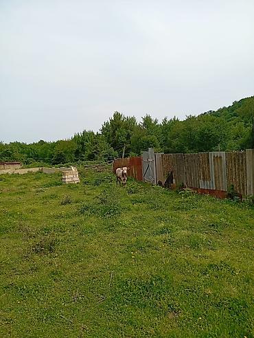 Torpaq sahələrinin satışı: 12 sot, Tikinti, Mülkiyyətçi, Kupça (Çıxarış) — 7