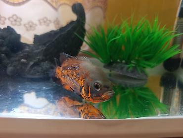 Akvariumlar: Akvarium və balıq dəsti satılır. Dəst tərkibi: - Şüşə akvarium — 2