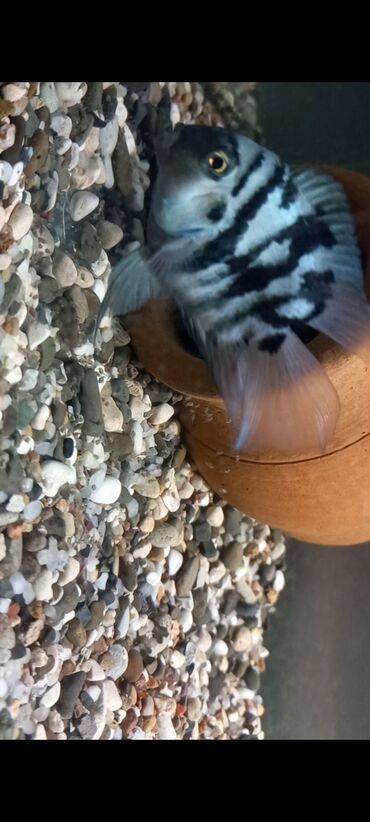 Balıqlar: Sülhsevər, Ünvandan götürmə, Ödənişli çatdırılma -da lalafo.az — 9 Balıqlar: Sülhsevər, Ünvandan götürmə, Ödənişli çatdırılma — 9