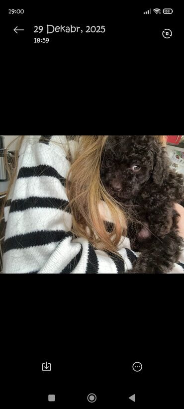 İtlər: Pudel, 2 ay, Erkek — 8