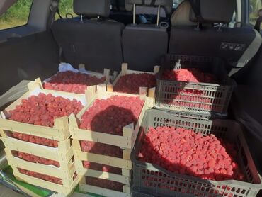 сливочное масло оптом бишкек: Малина В розницу, Бесплатная доставка