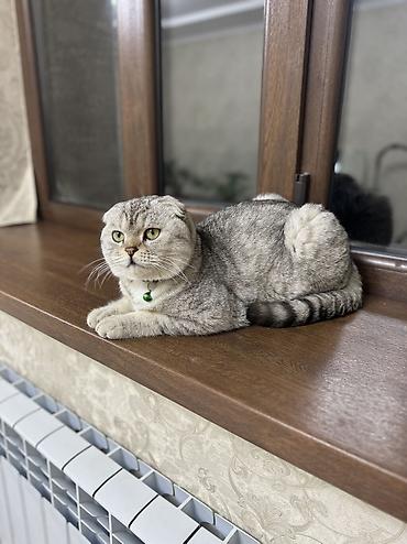 Продажа кошек: Скотиш Фолд (Шотландская вислоухая), 10 месяцев, Мальчик, Проглистована, Приучена к лотку — 11