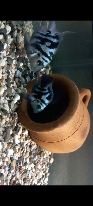 Balıqlar: Sülhsevər, Ünvandan götürmə, Ödənişli çatdırılma -da lalafo.az — 8 Balıqlar: Sülhsevər, Ünvandan götürmə, Ödənişli çatdırılma — 8