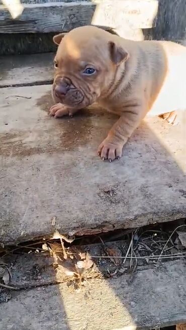 İtlər: Pitbul, 1 ay, Erkek, Peyvəndli, Pulsuz çatdırılma — 2