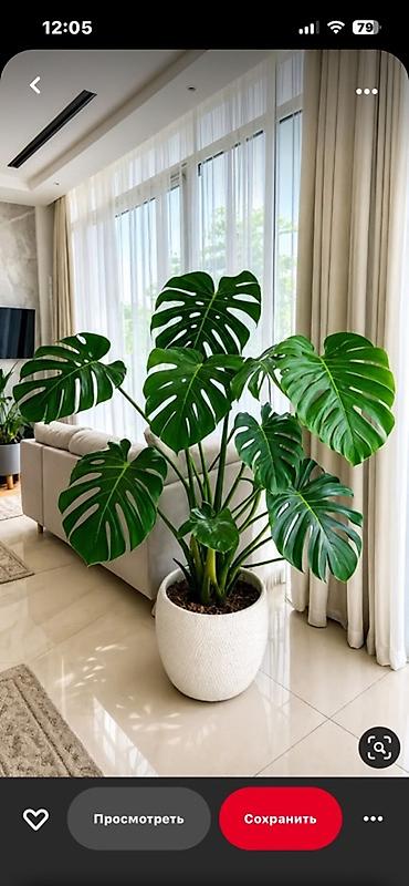Монстера делициоза (Monstera deliciosa) в декоративном кашпо -