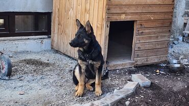 Продажа собак: Немецкая овчарка, 4 месяца, Самка, С прививкой