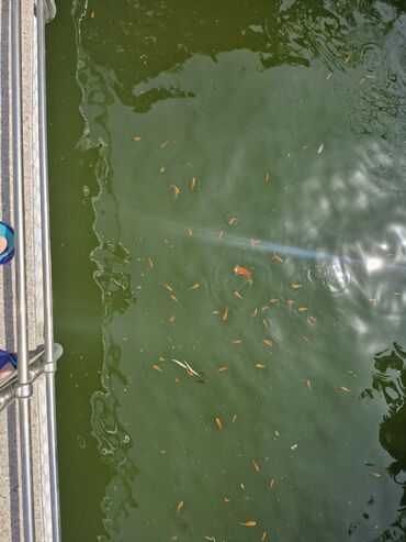 Balıqlar: Koi Yapon Qizil baliqlari. Hovuz seraitinde yasayirlar. Istiye ve — 8