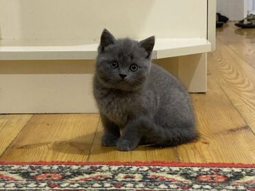 Pişiklər: Şotland yastı qulaq, Ünvandan götürmə, Pulsuz çatdırılma, Ödənişli çatdırılma -da lalafo.az — 9 Pişiklər: Şotland yastı qulaq, Ünvandan götürmə, Pulsuz çatdırılma, Ödənişli çatdırılma — 9