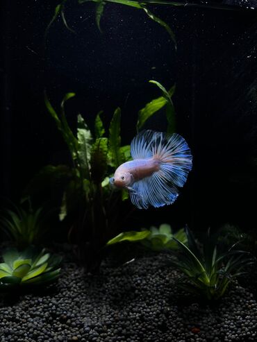 akvarium matoru: Betta balıqi 10 na yaxın rəngləri 
yumru və nano akvariumlar mövcuddur