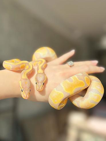 Digər heyvanlar: 🇦🇿 Satışda kral pitonu balaları var 🐍 Kral pitonu çox böyük ölçülərə — 1