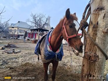 Лошади, кони: Келишим баада жакшы чуркайт 
аламан улака жакшы кире ушуга чалгыла