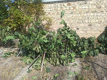 seyf kassa: Ocaqlıq üçün budaqlar və odun - Həyət ağaclarından kəsilmiş qalın və — 4