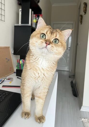 british golden: Safkan British golden chincilla erkek pişik. Atası ve anasıda Safkan