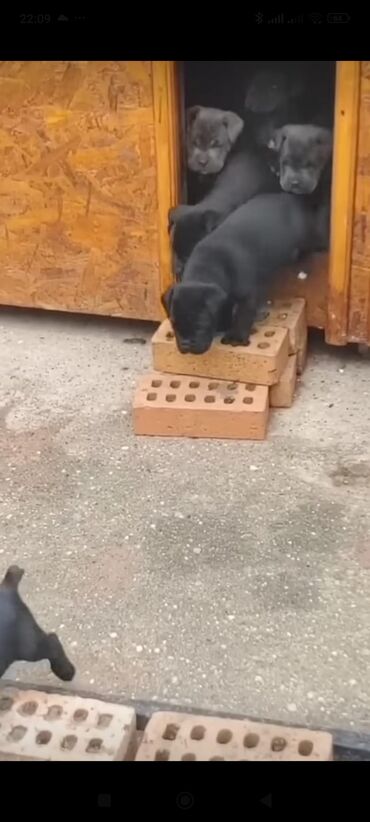 İtlər: Kane-Korso, 1 ay, Sənədli, Rayonlara çatdırılma, Ünvandan götürmə, Pulsuz çatdırılma — 9