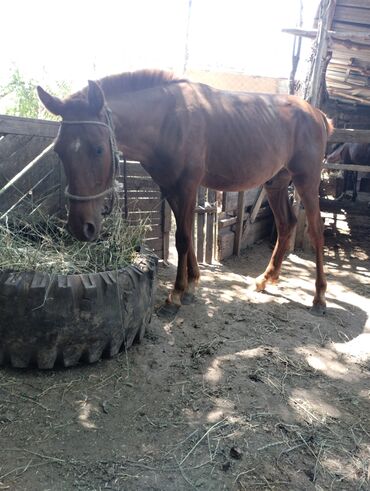 лошадь кыргызстан: Продаю | Конь (самец), Жеребец | Полукровка | Для разведения, Рабочий, Конный спорт | Племенные