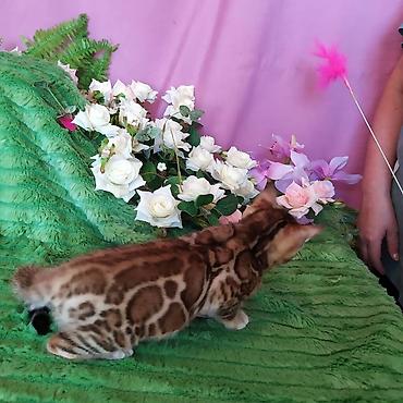леопардовый кот: Бенгальские котята !!! домашние. мини леопардики. Друзья у нас — 2