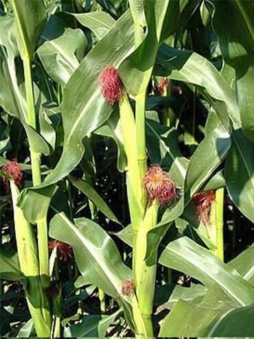 силосный: Продаю кукурузу на силос сорт Лиман Грей, ( французский) . Качаны