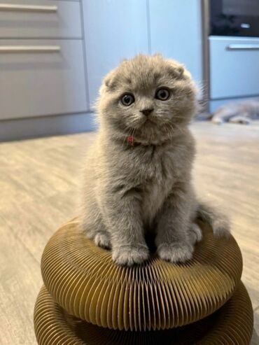 купить собаку породы хмонг: Скотиш Фолд (Шотландская вислоухая), 1 месяц, Девочка, Голубой, Приучена к лотку, С документами