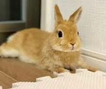 karlik dovşanlar: Karlik dovsan isteyirem ucuz olsun uzagi 10 azn ve yaxud hediyye