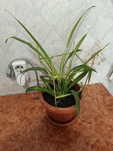 хлорофитум кудрявый: НЕДОРОГО Комнатное растение — хлорофитум (Chlorophytum comosum) в — 1