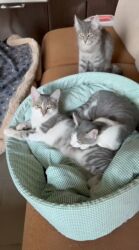 Pişiklər: Dişi, Yaxşı əllərə — 7