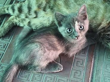 кошка майкун: Котята от домашней кошки - Окрас: есть дымчато‑серый, серый в полоску — 4