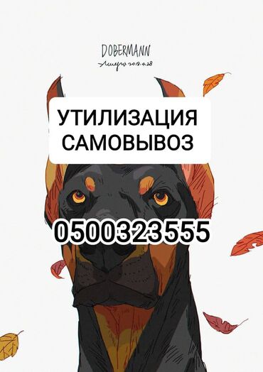 продам тюки: Сатып алам | Уйлар, букалар, Жылкылар, аттар | Күнү-түнү, Бардык шартта