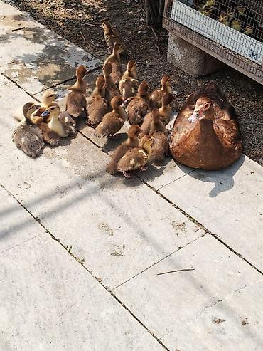 ördey balası: Erkək, | Lal ördək, Damazlıq — 3