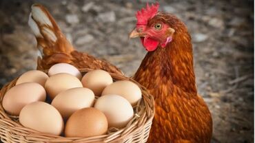 яйца для инкубатора: Продаю | Инкубационные яйца