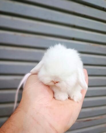 Digər kənd təsərrüfatı heyvanları: Dovsanlar mini lop cinsidi Holland lop mavi goz colkali bala