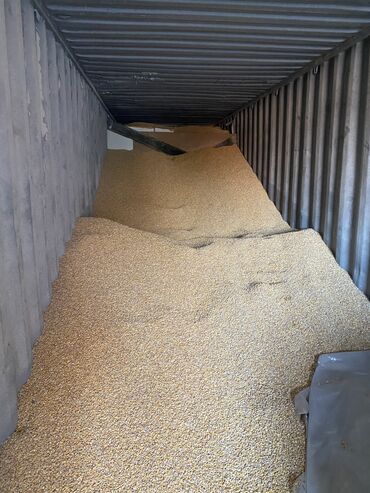 корм куры: Продаю рушенную сухую Кукурузу В наличи 23-25 тонн Цена за /кг торг
