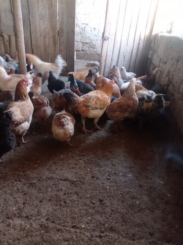 Toyuqlar: Toyuq, Damazlıq — 12