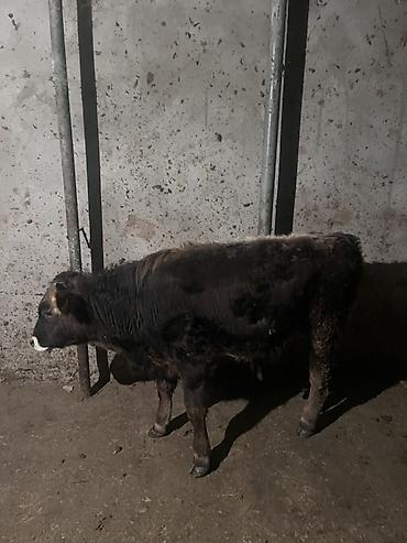 Коровы, быки: Продаю | Бык (самец) | На откорм | Привязанные — 6