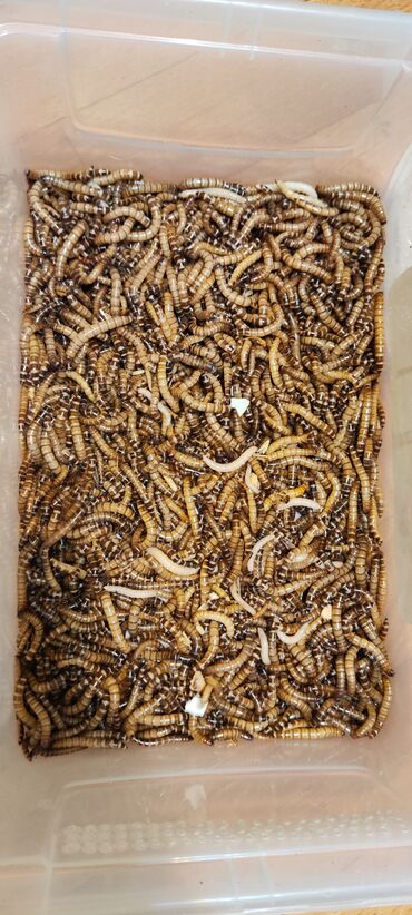 калифорнийские черви цена: Продаю зофобас Личинки (черви) крупные, до 6 см длиной. Отличный