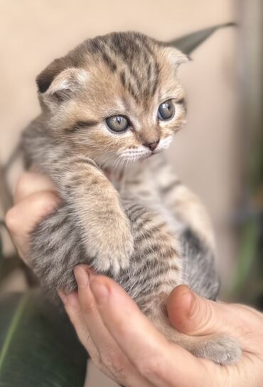 Pişiklər: Şotland — 10