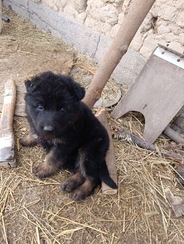 продажа страусов: Немецкая овчарка, 1 месяц, Самец, С родословной