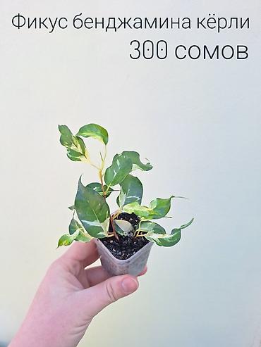 Другие комнатные растения: • Комнатные растения (укоренённые черенки/детки/молодые — 17