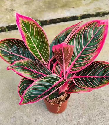 Другие комнатные растения: Женское счастье гигант сорт По городу доставка бесплатно Крупные — 72